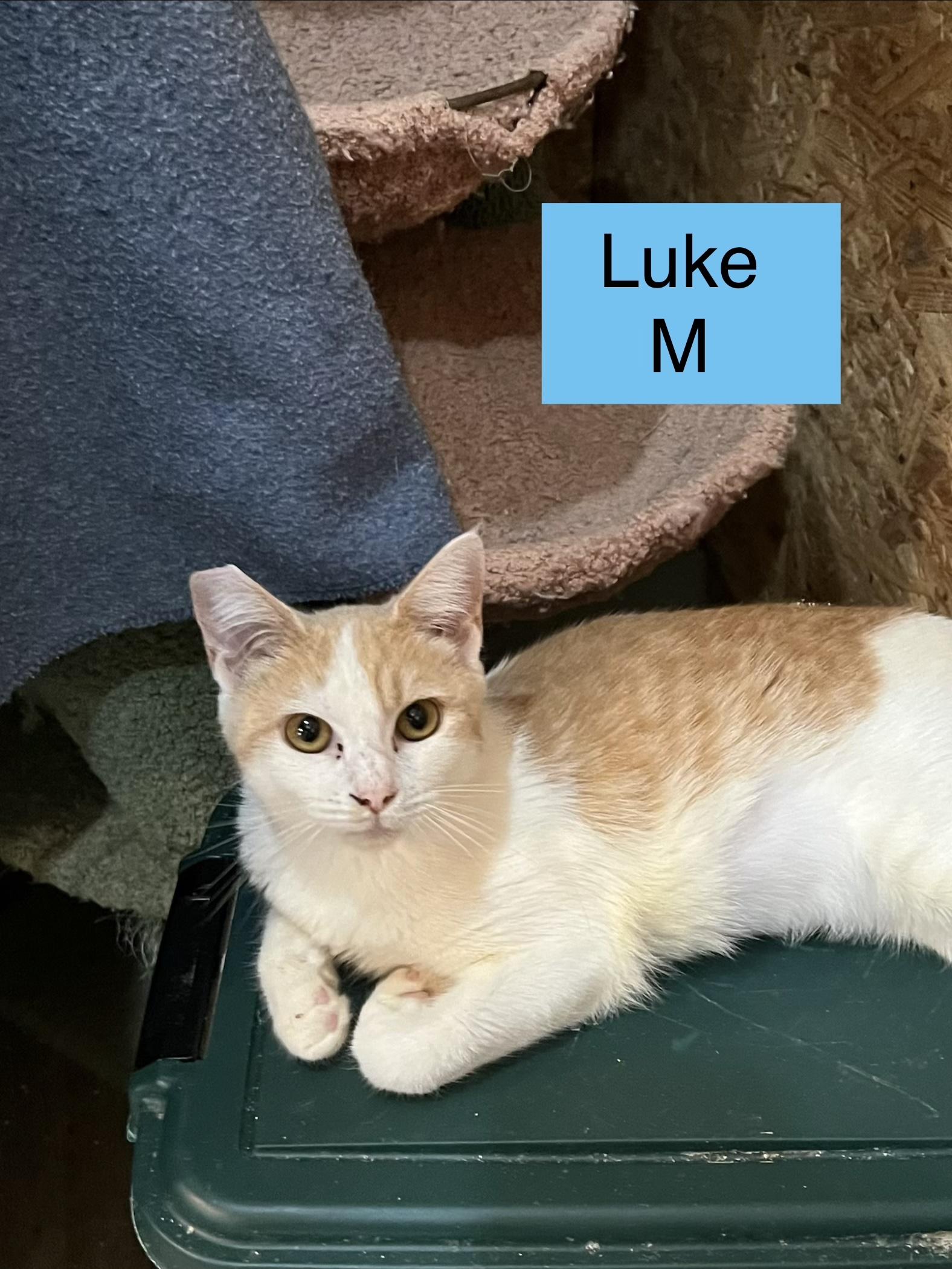 Luke, Adoptable, Young Male Domestic Short Hair.