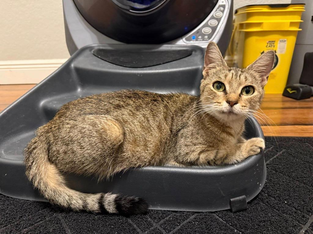 Mrs. Claus, Adoptable, Adult Female Domestic Short Hair.