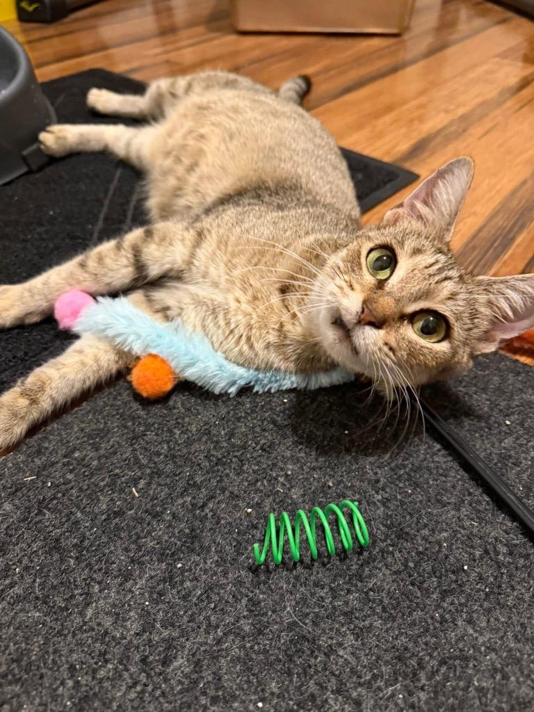 Mrs. Claus, a Adoptable mixed breed in Orlando, FL image 2/2