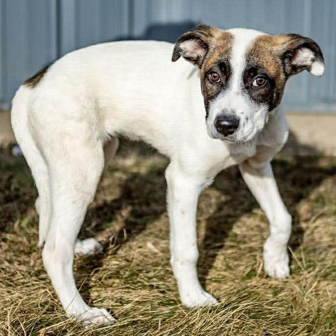 Amari, Adoptable, Puppy Female Anatolian Shepherd & Mixed Breed.
