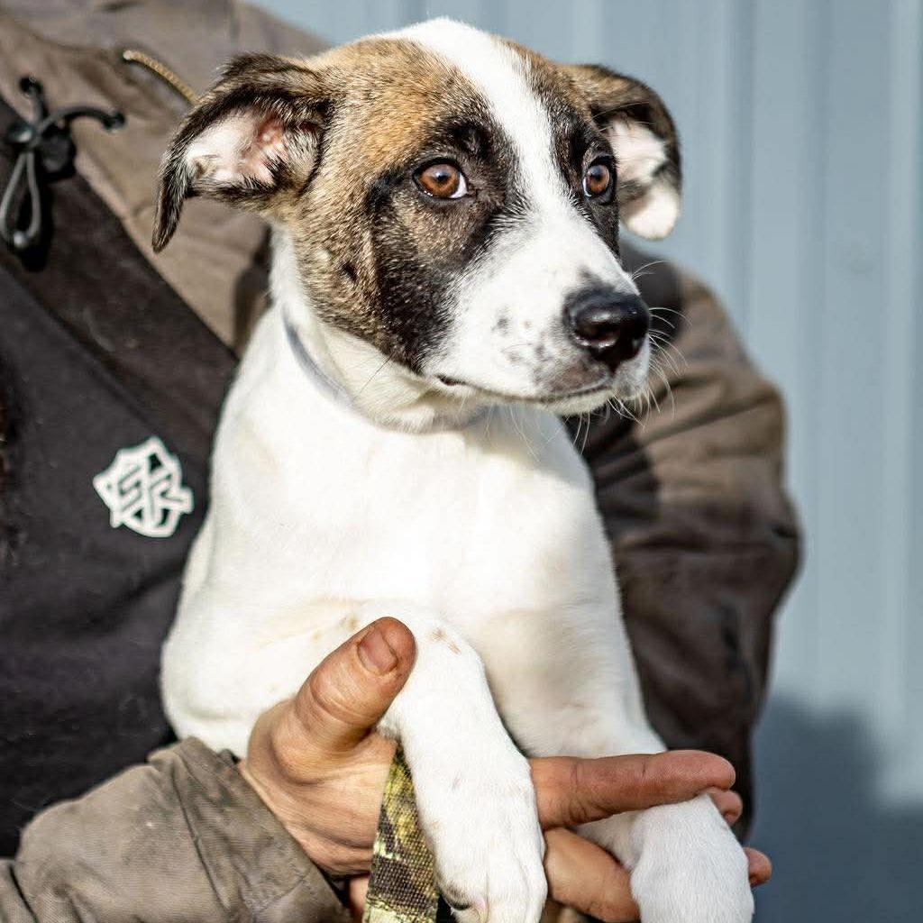 Enlarge Amari, a Adoptable mixed breed in Tomah, WI image 2/6
