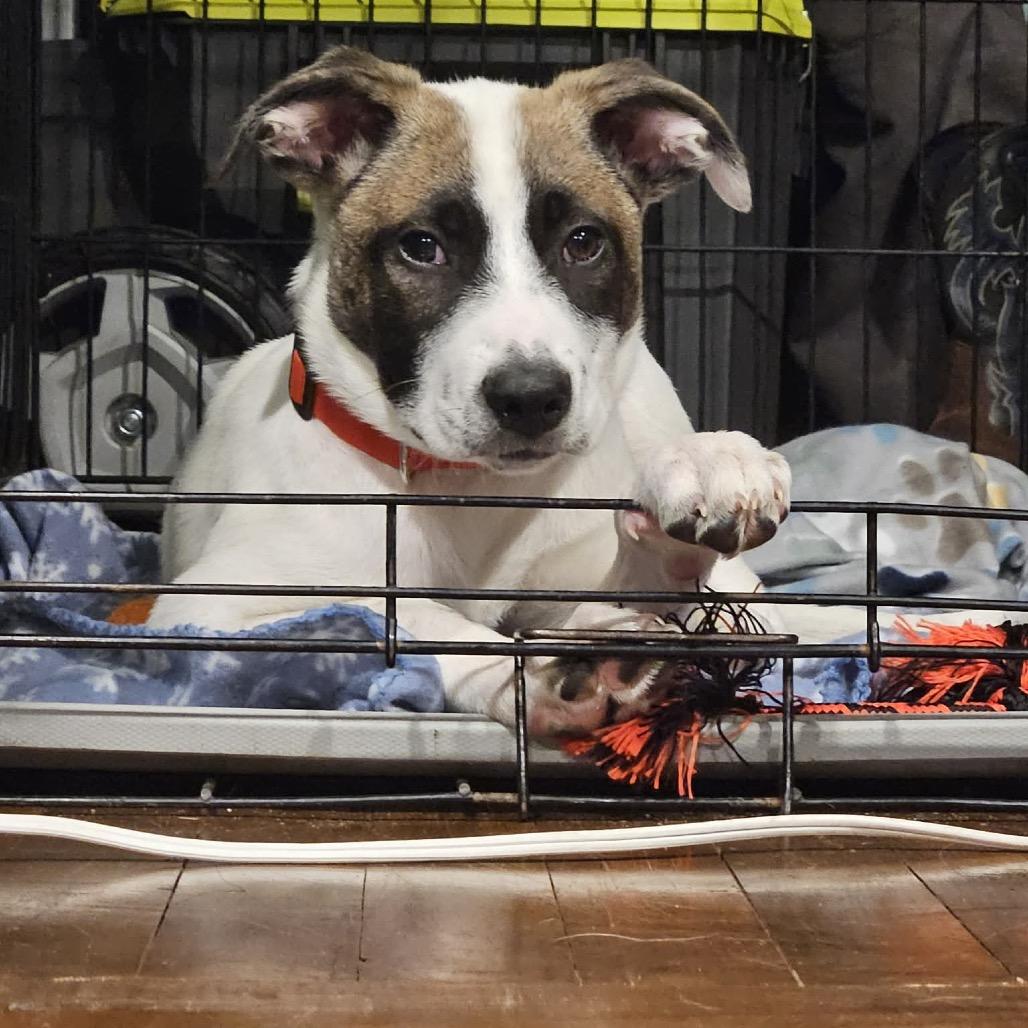 Enlarge Amari, a Adoptable mixed breed in Tomah, WI image 3/6