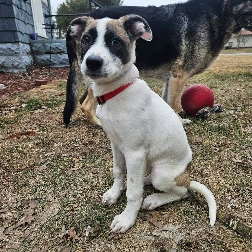 Enlarge Amari, a Adoptable mixed breed in Tomah, WI image 4/6