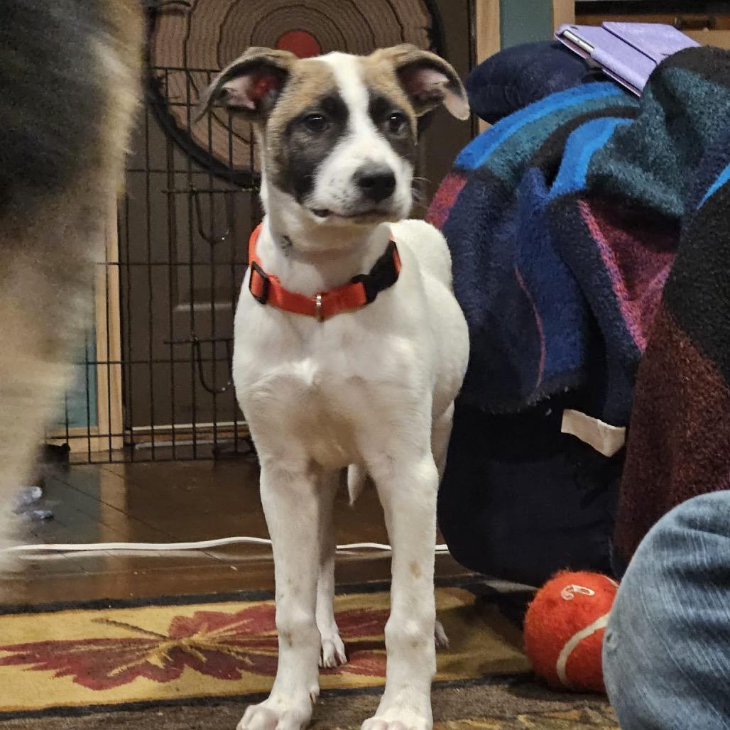 Enlarge Amari, a Adoptable mixed breed in Tomah, WI image 5/6