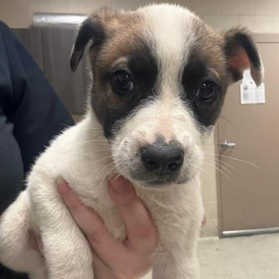 Enlarge Amari, a Adoptable mixed breed in Tomah, WI image 6/6