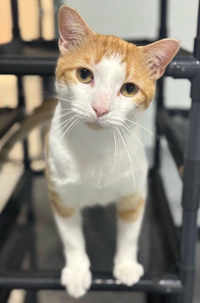 INDY, a ADOPTABLE Domestic Short Hair in Madison, WI image 2/3