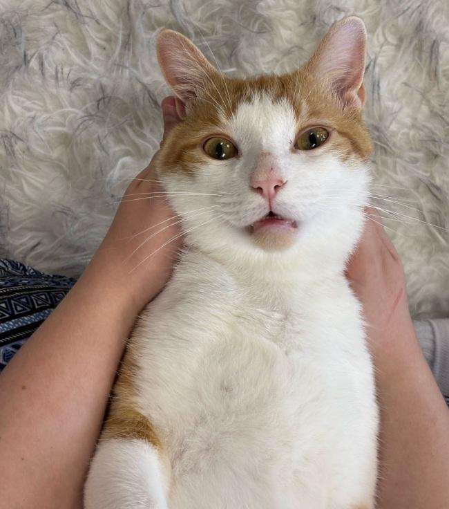 INDY, a ADOPTABLE Domestic Short Hair in Madison, WI image 3/3