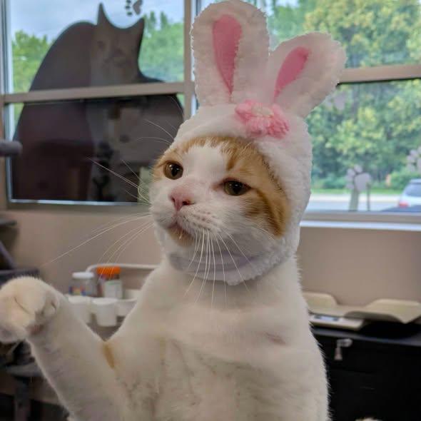 INDY, ADOPTABLE, Adult Male Domestic Short Hair.
