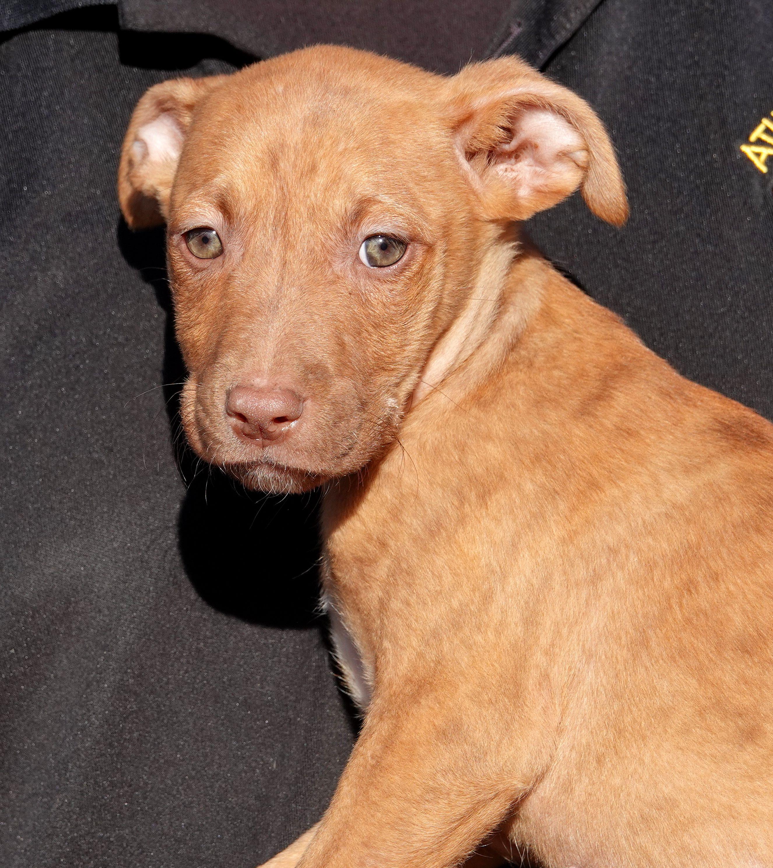 Twizzler, Adoptable, Puppy Female Terrier.