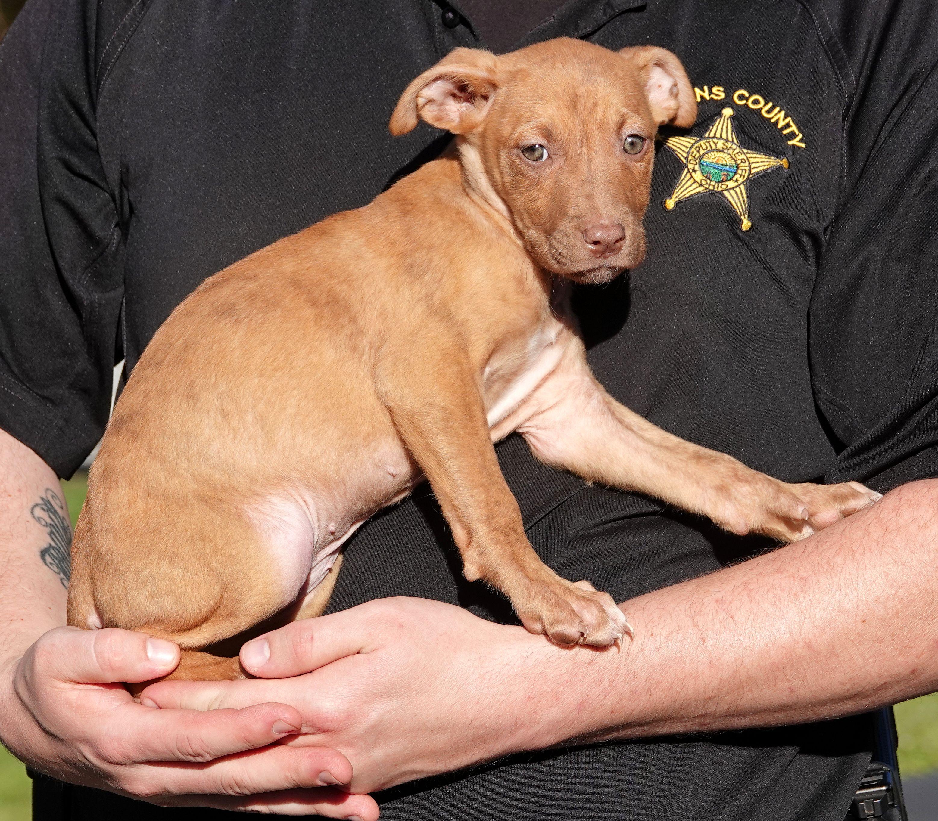 Enlarge Twizzler, a Adoptable mixed breed in Millfield, OH image 3/3