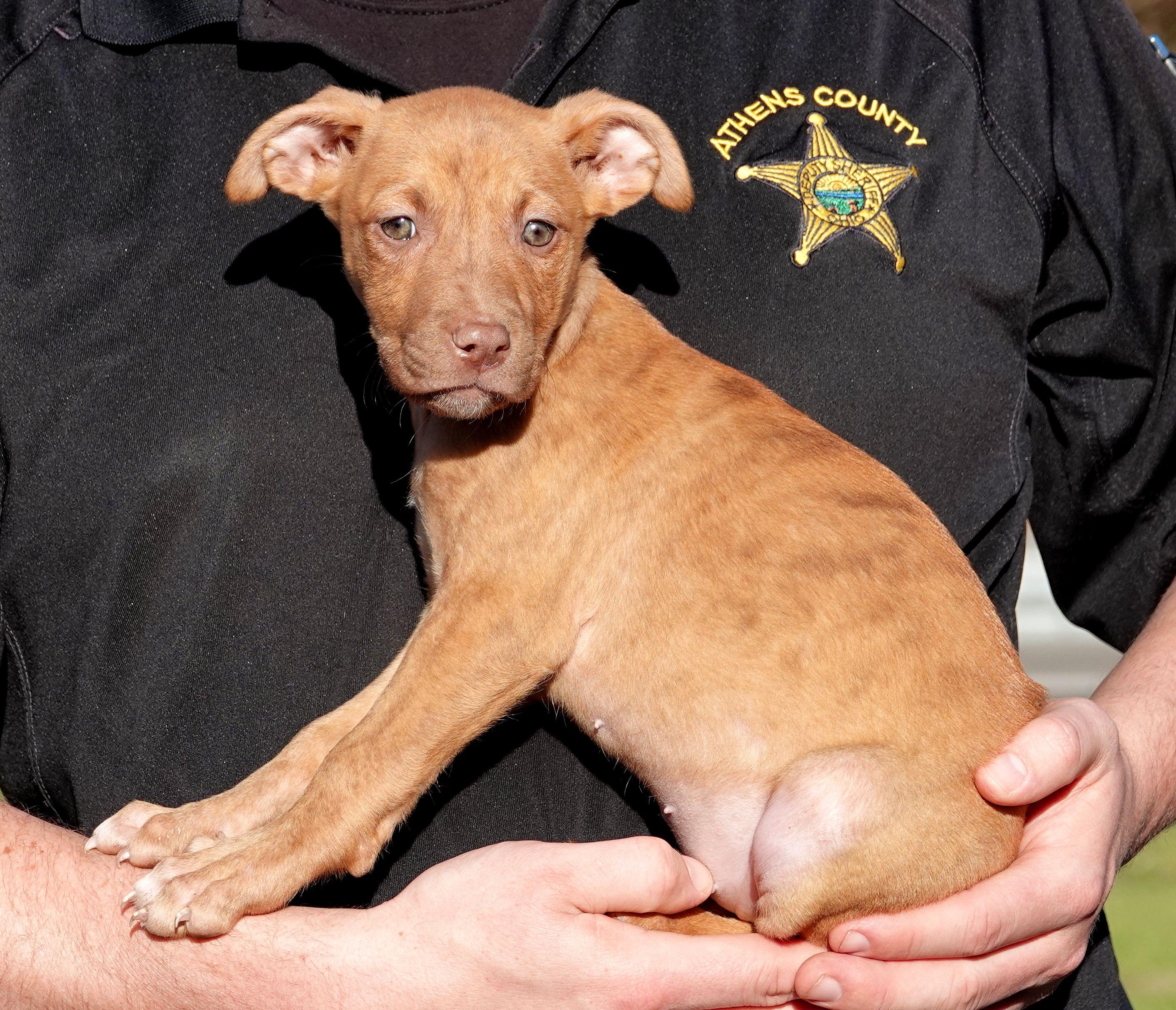 Enlarge Twizzler, a Adoptable mixed breed in Millfield, OH image 2/3