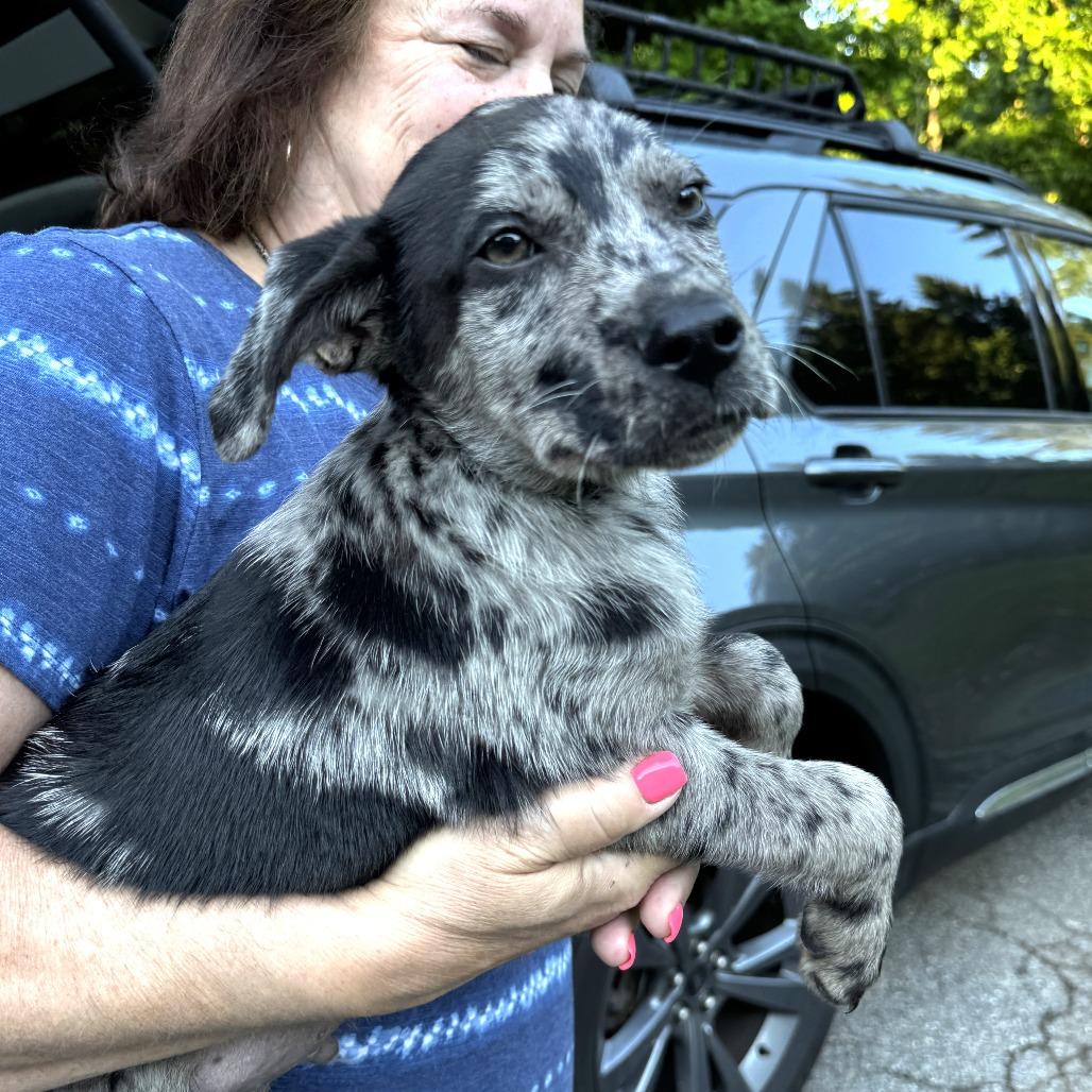 NY Twinkie Avail Jun 13 (Choice Pet Carmel), a Adoptable mixed breed in Stormville, NY image 1/2
