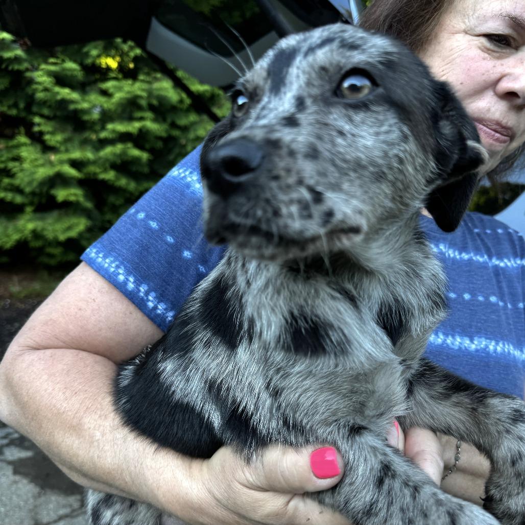 NY Twinkie Avail Jun 13 (Choice Pet Carmel), a Adoptable mixed breed in Stormville, NY image 2/2