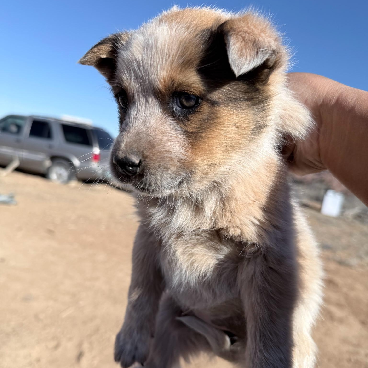 Kara, Adoptable, Puppy Female Australian Cattle Dog / Blue Heeler.