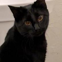 June Bug 51357, ADOPTABLE, Adult Female Domestic Short Hair.