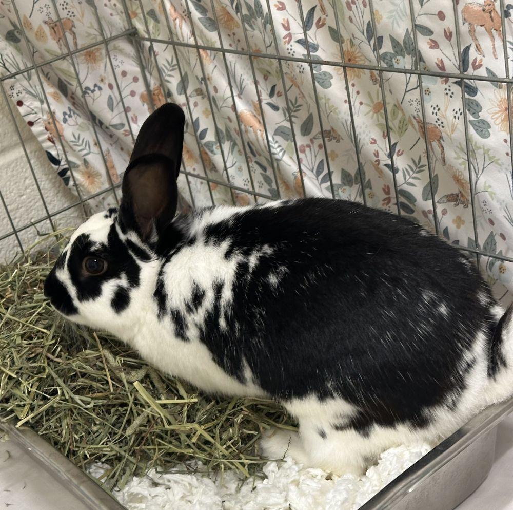 Neville, Adoptable, Baby Male American & American.