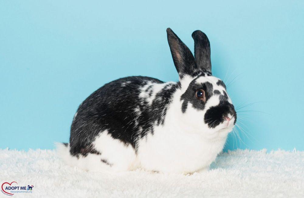 Enlarge Neville, a Adoptable mixed breed in Alexandria, VA image 2/2