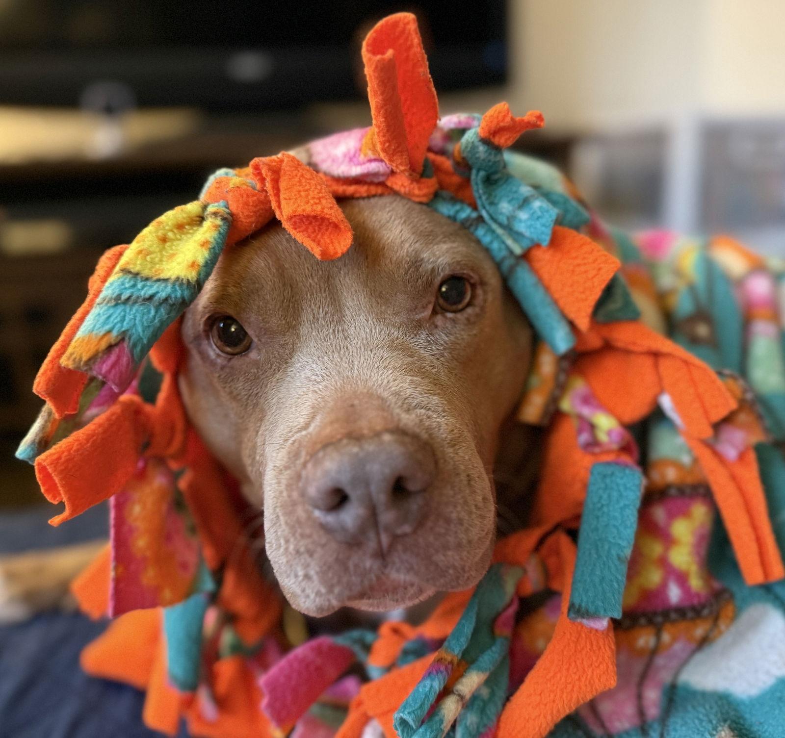 Enlarge Bellamy Marie, a Adopted Pit Bull Terrier in Alpharetta, GA image 1/3