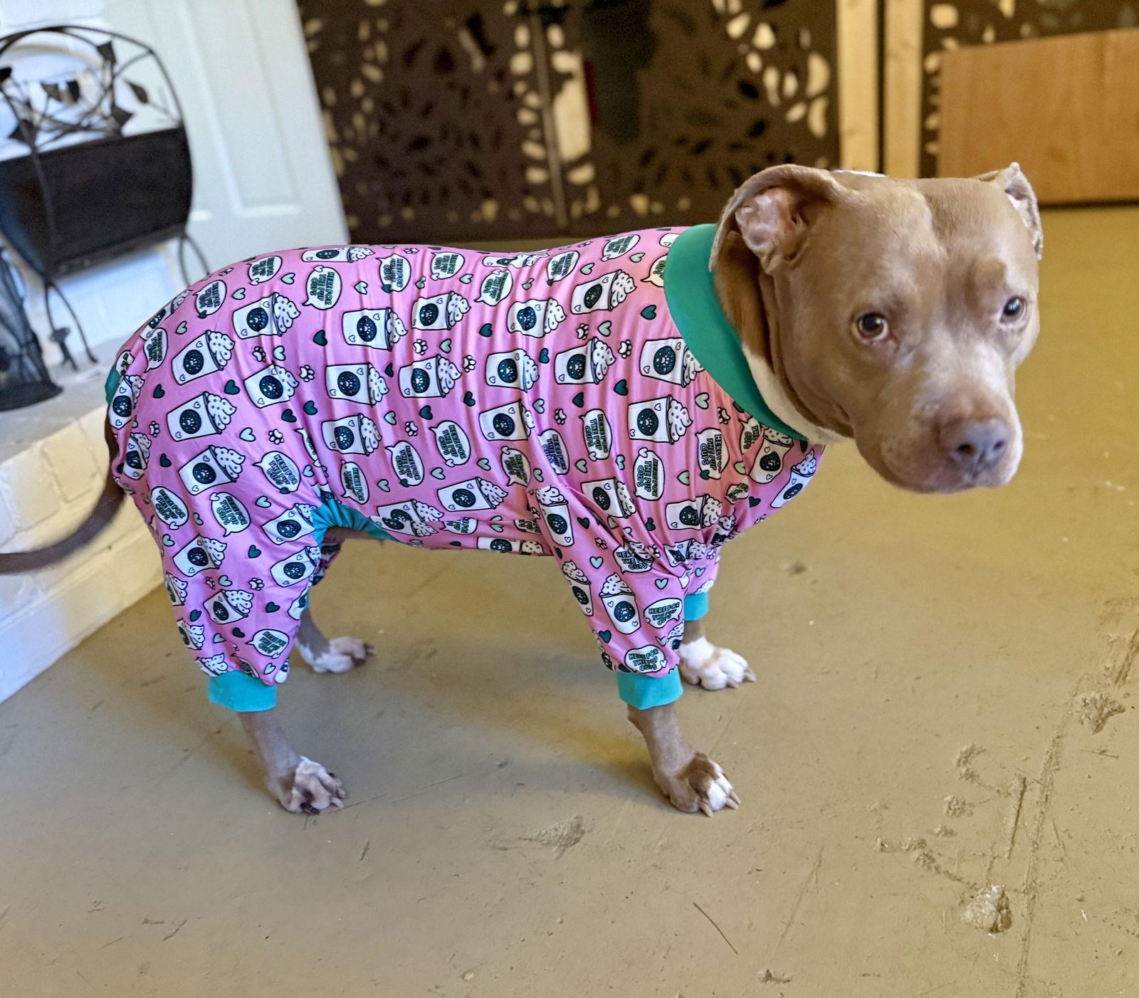 Enlarge Bellamy Marie, a Adopted Pit Bull Terrier in Alpharetta, GA image 2/3