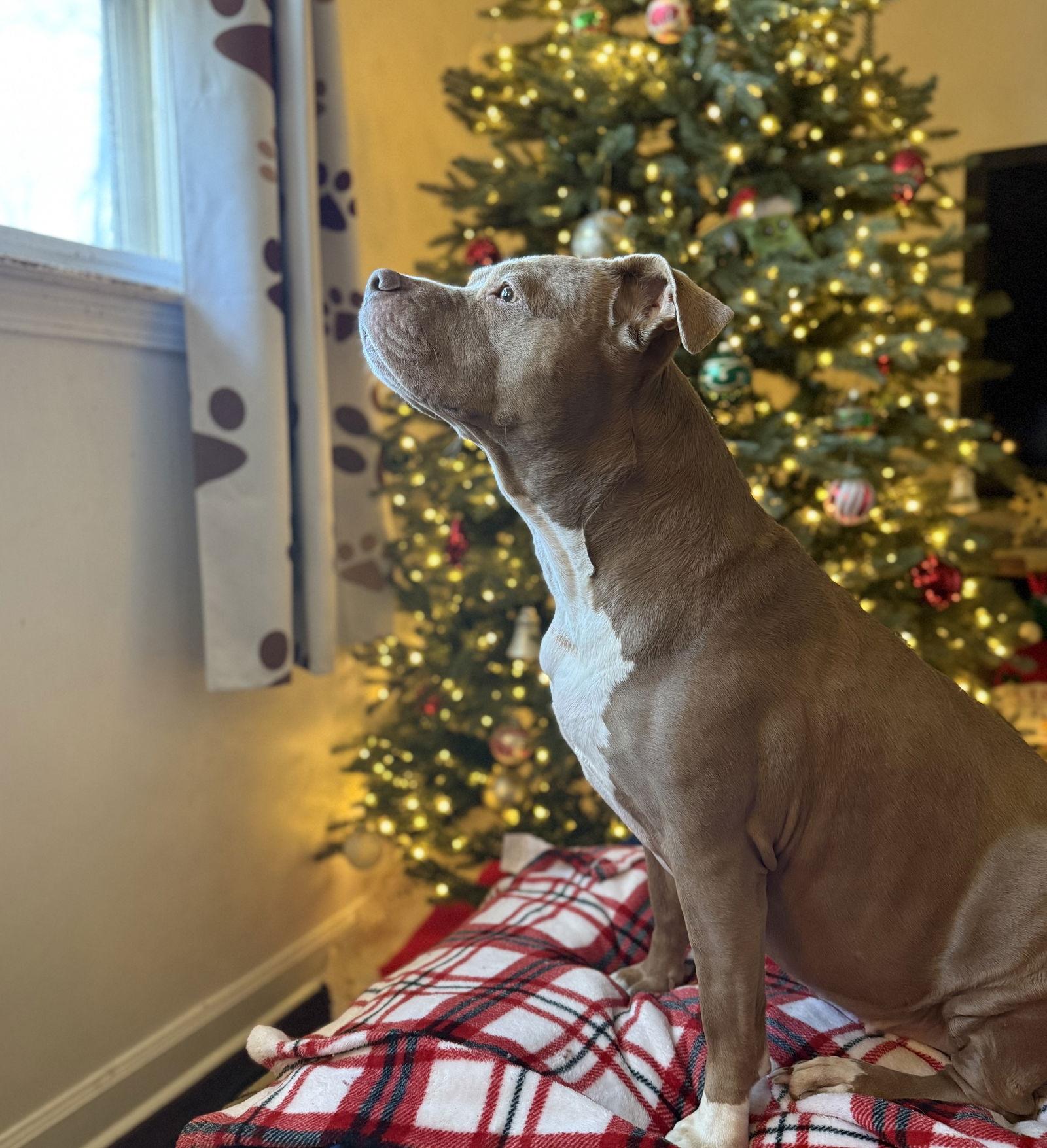 Enlarge Bellamy Marie, a Adopted Pit Bull Terrier in Alpharetta, GA image 3/3