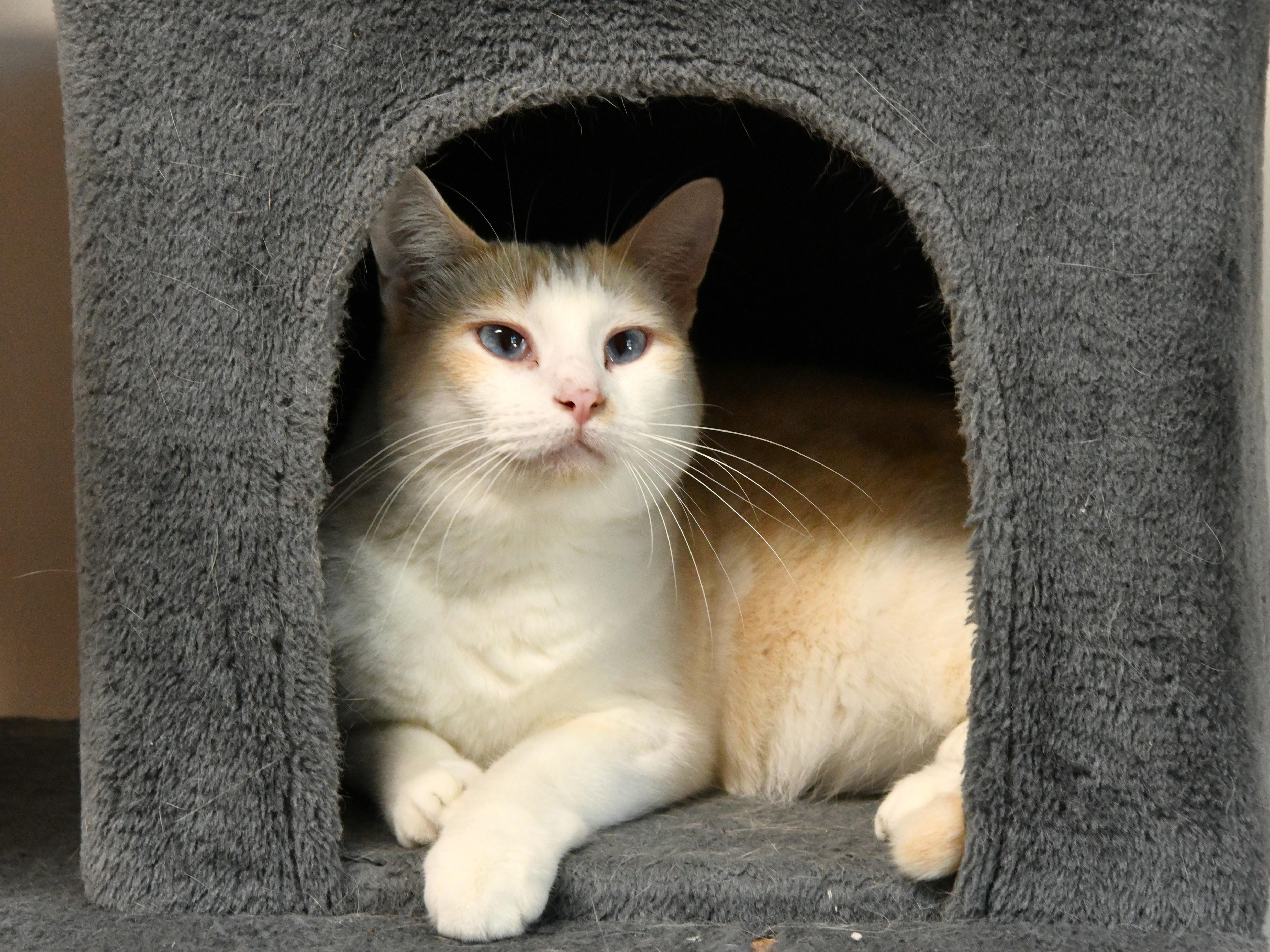 Blondie, adoptable, Adult Female Domestic Short Hair & Siamese.