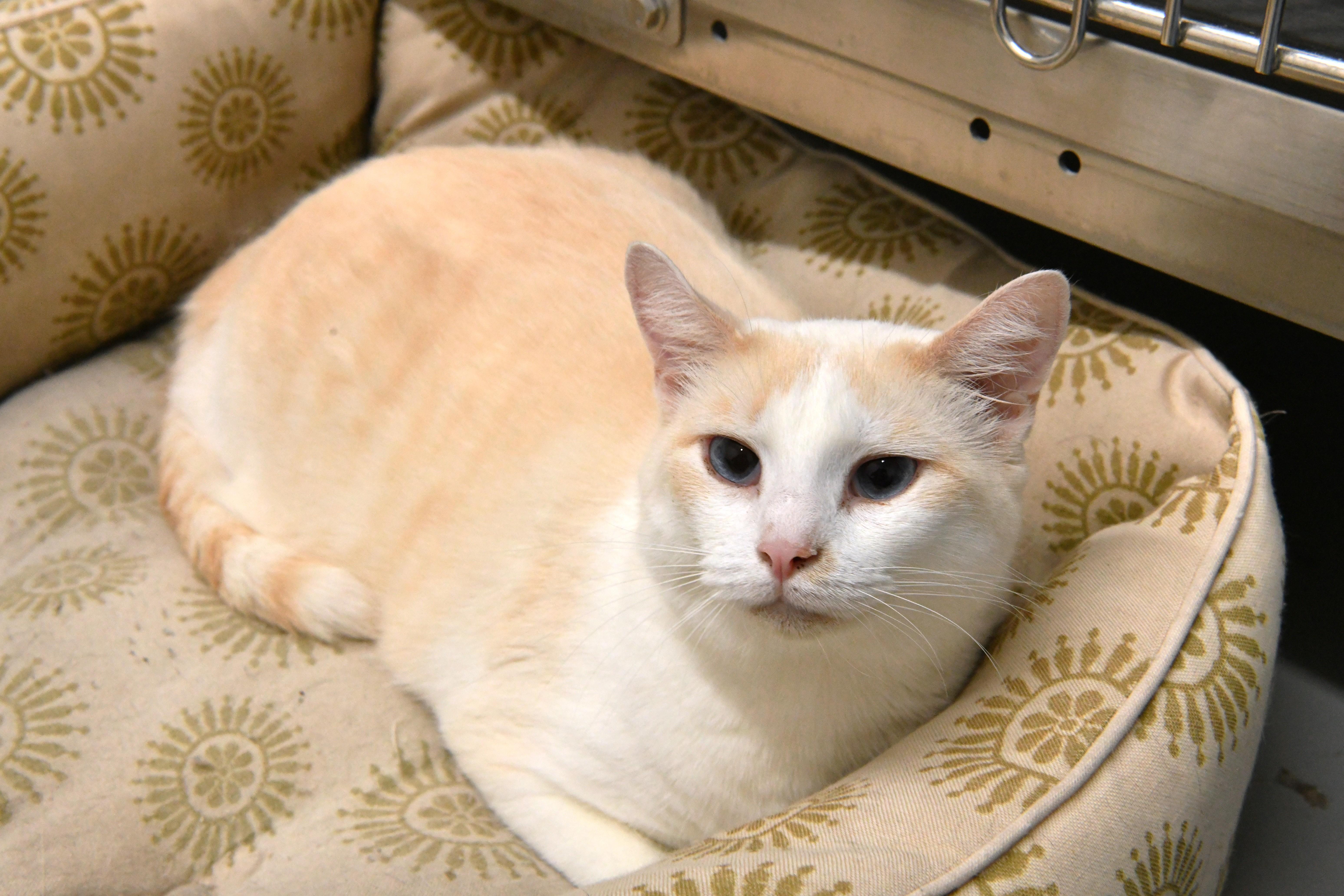 Enlarge Blondie, an adoptable mixed breed in Fairhope, AL image 2/3