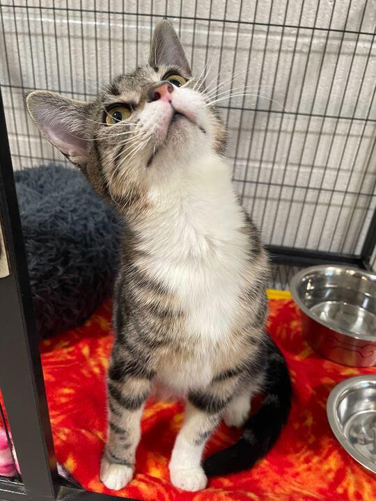 Enlarge Fox, an adopted Tabby in Jackson, MI image 5/6