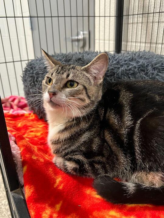 Enlarge Fox, an adopted Tabby in Jackson, MI image 3/6