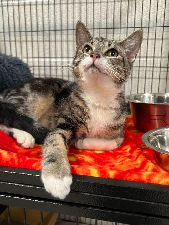 Enlarge Fox, an adopted Tabby in Jackson, MI image 2/6