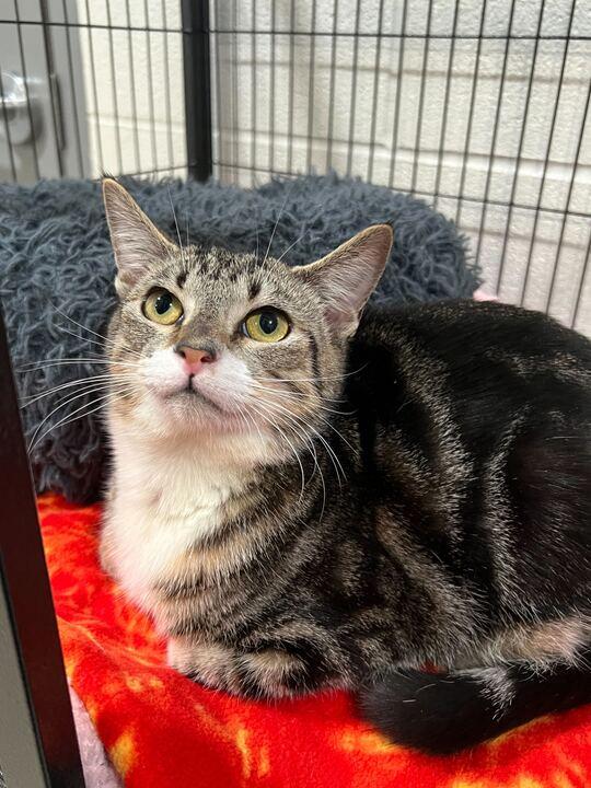 Enlarge Fox, an adopted Tabby in Jackson, MI image 1/6