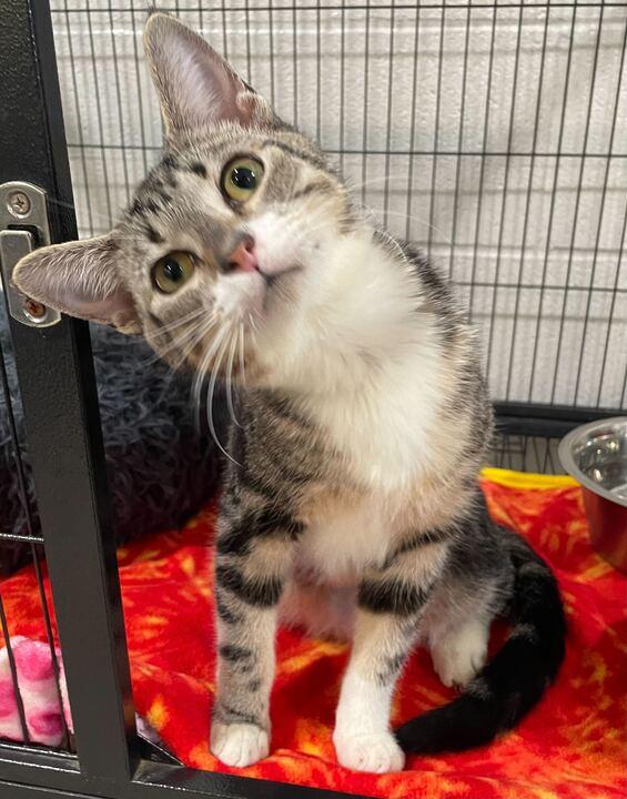 Enlarge Fox, an adopted Tabby in Jackson, MI image 6/6