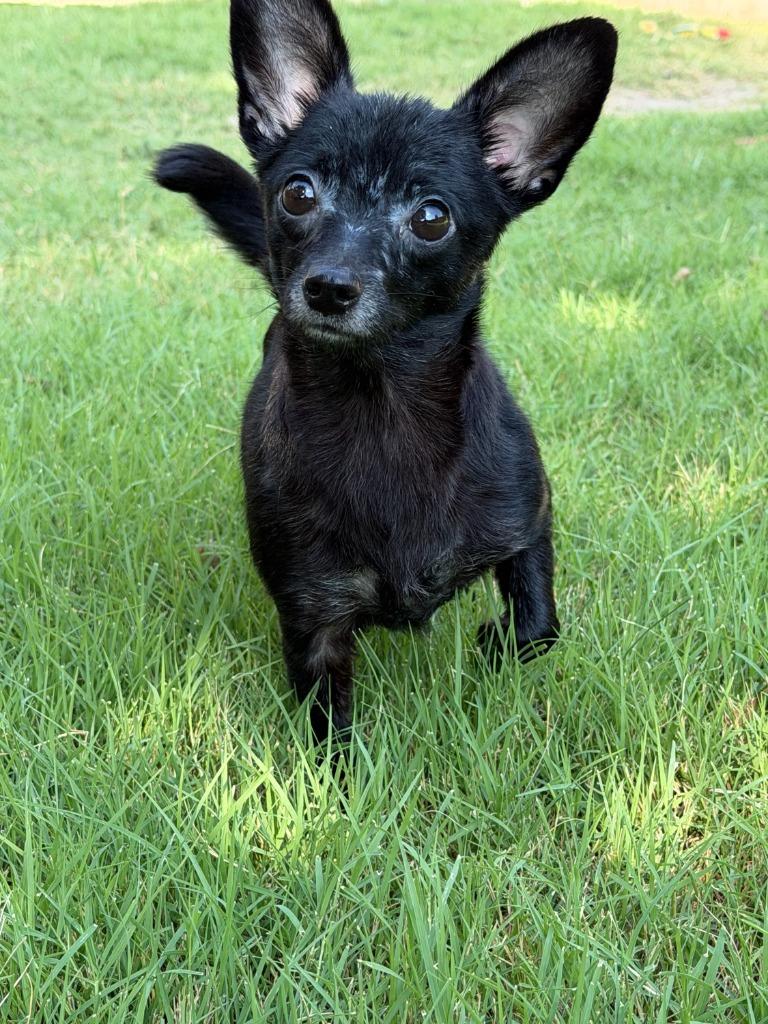 Lucky, Adoptable, Adult Female Dachshund & Chihuahua.