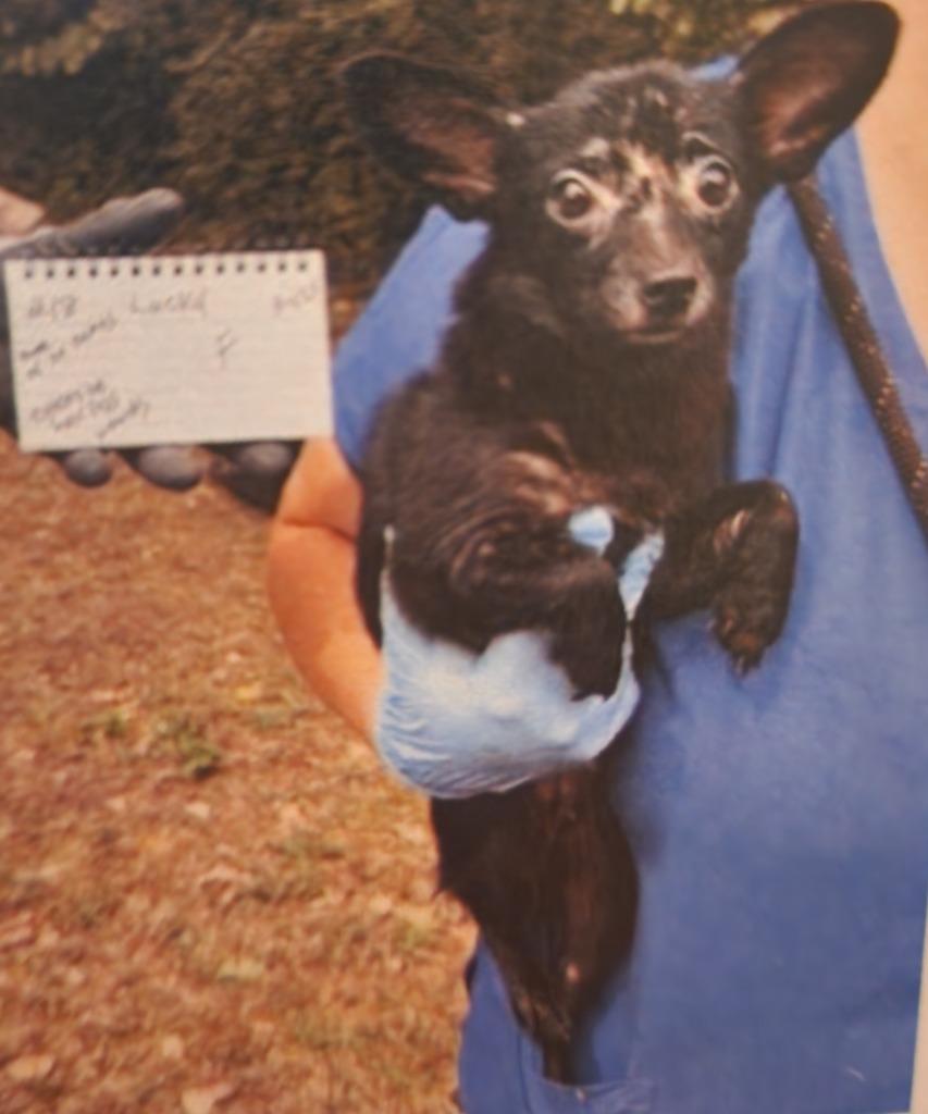 Lucky, a Adoptable mixed breed in Great Bend, KS image 2/2