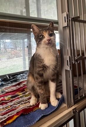 Enlarge Trinity, a Adoptable Domestic Short Hair in Hutchinson, MN image 1/3