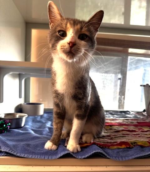 Enlarge Trinity, a Adoptable Domestic Short Hair in Hutchinson, MN image 2/3