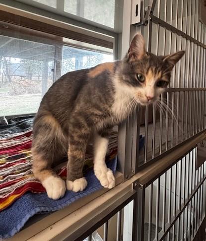 Enlarge Trinity, a Adoptable Domestic Short Hair in Hutchinson, MN image 3/3