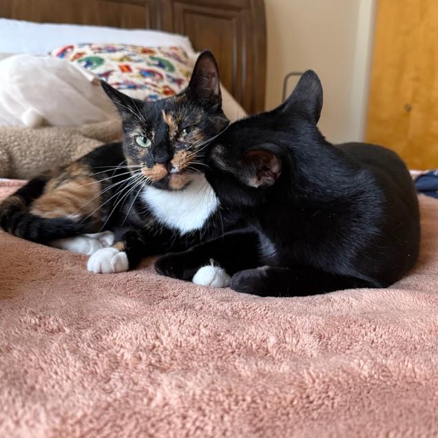 Pixie & Fairy - We're a bonded pair!, Adoptable, Adult Female Domestic Short Hair.