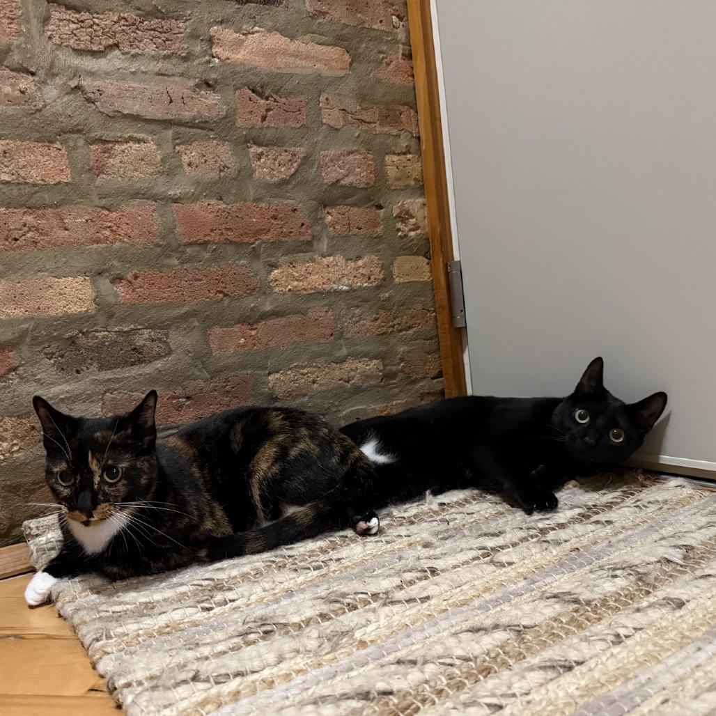 Pixie & Fairy - We're a bonded pair!, Adoptable, Adult Female Domestic Short Hair.