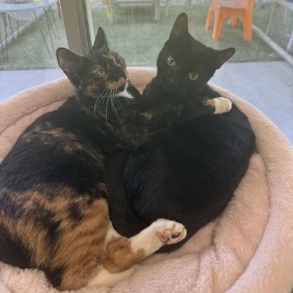 Pixie & Fairy - We're a bonded pair!, a Adoptable Domestic Short Hair in Chicago, IL image 2/3