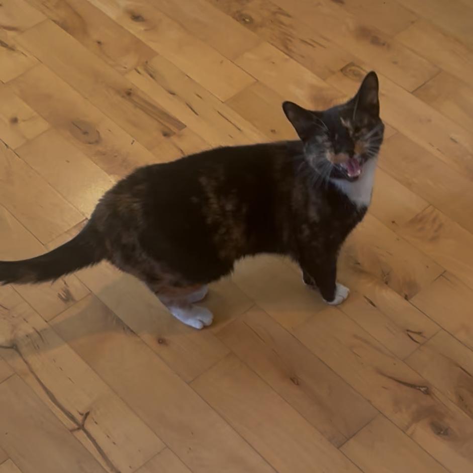 Pixie & Fairy - We're a bonded pair!, a Adoptable Domestic Short Hair in Chicago, IL image 3/3