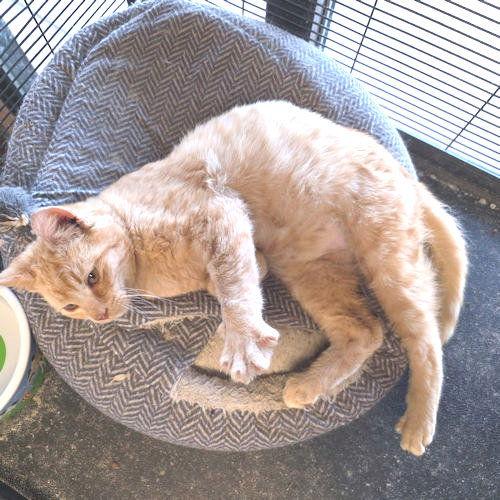 Prince, Adopted, Young Male Tabby.