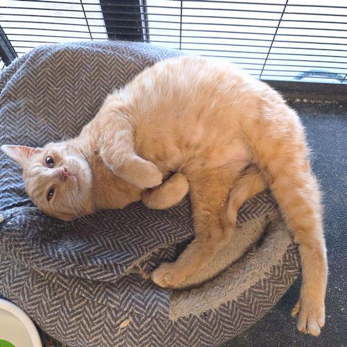 Enlarge Prince, a Adopted Tabby in Rutherfordton, NC image 2/3