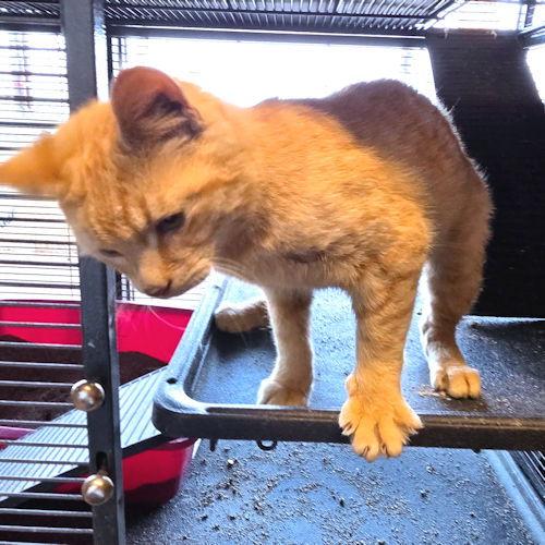 Enlarge Prince, a Adopted Tabby in Rutherfordton, NC image 3/3