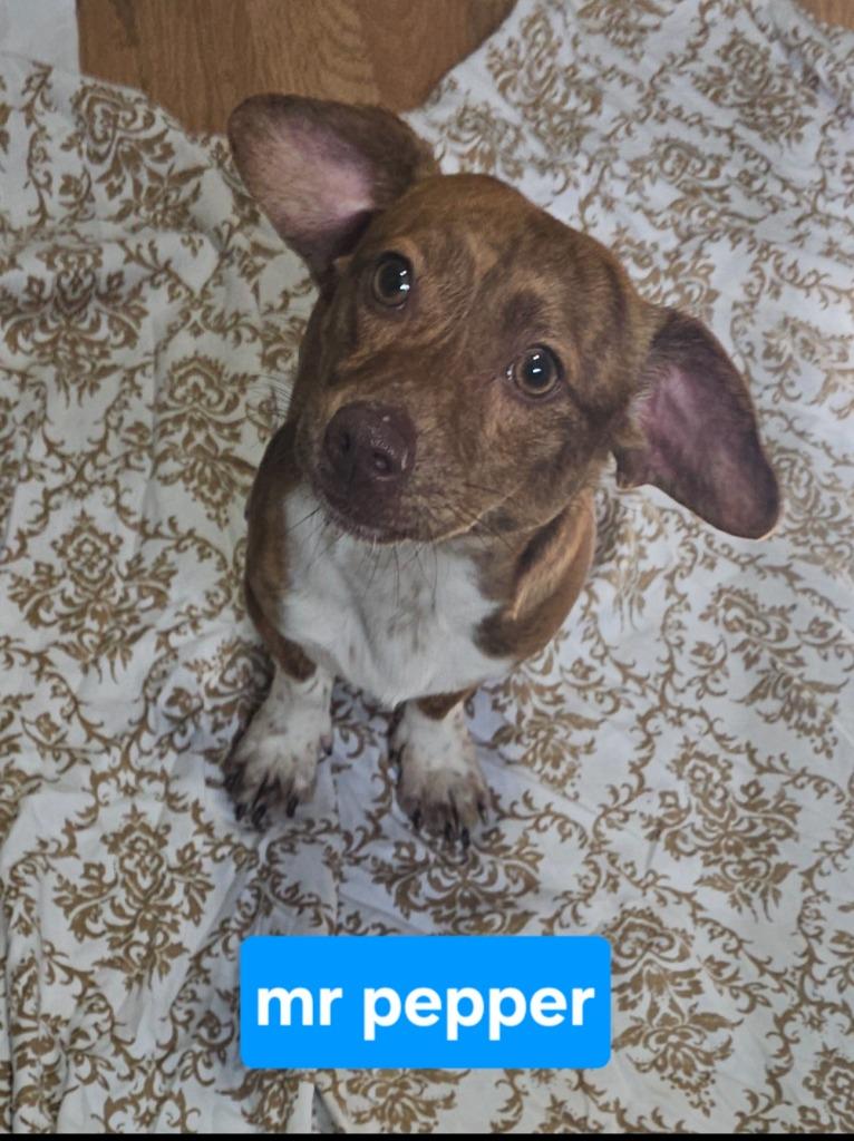 Enlarge Mr. Pepper, a Adopted mixed breed in Blountville, TN image 1/3