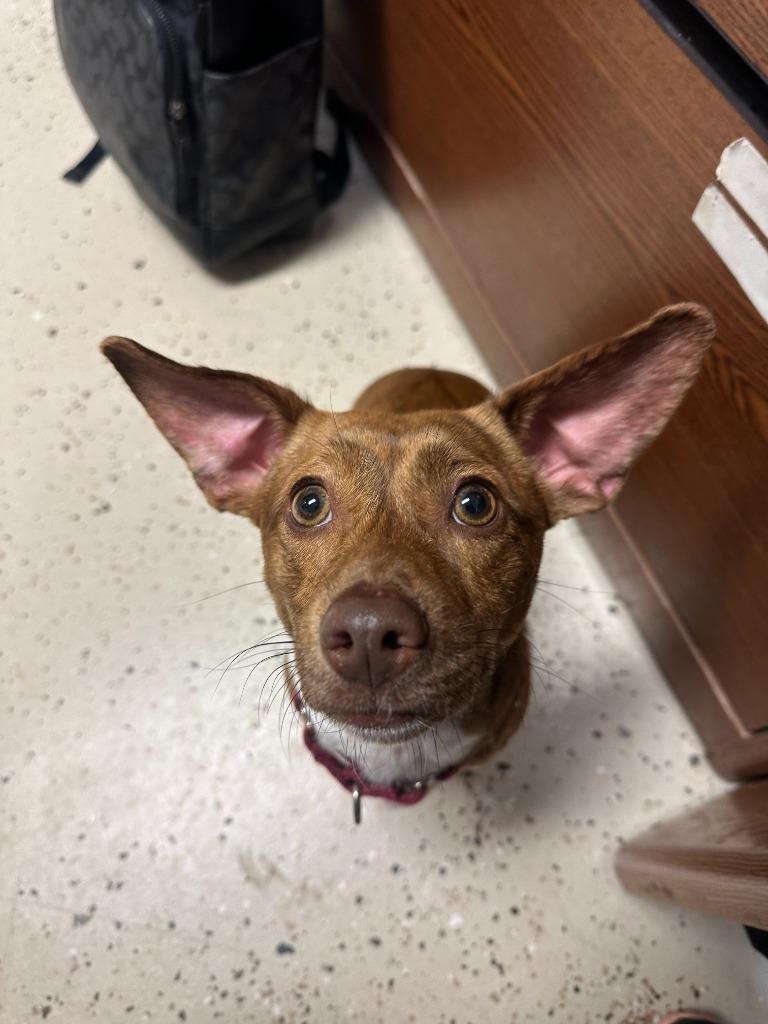 Enlarge Mr. Pepper, a Adopted mixed breed in Blountville, TN image 2/3
