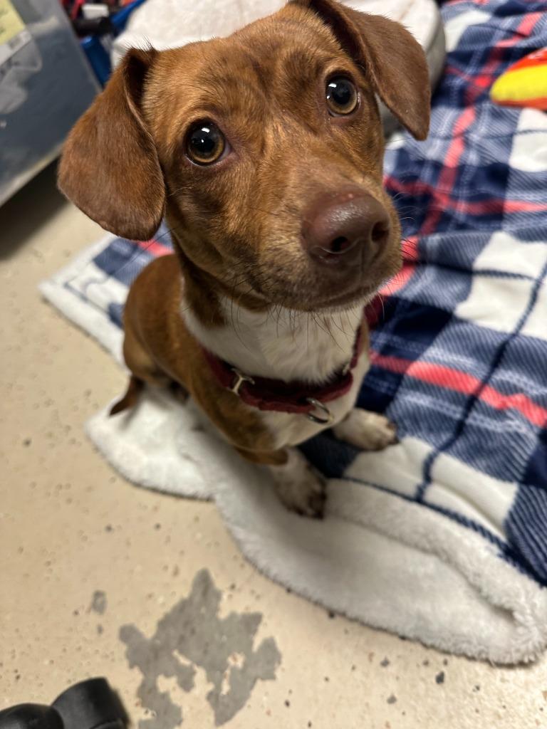 Enlarge Mr. Pepper, a Adopted mixed breed in Blountville, TN image 3/3