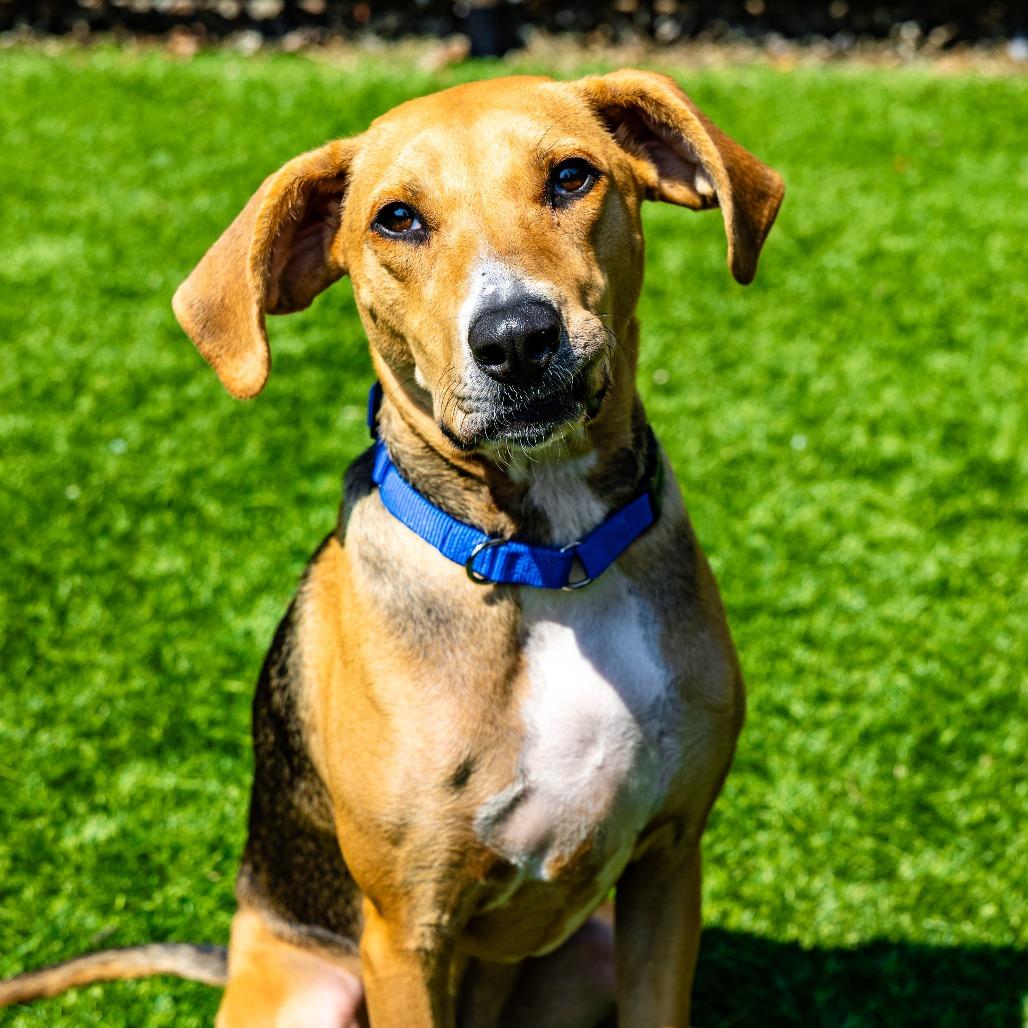Eleanor, a Adoptable mixed breed in Naperville, IL image 1/6