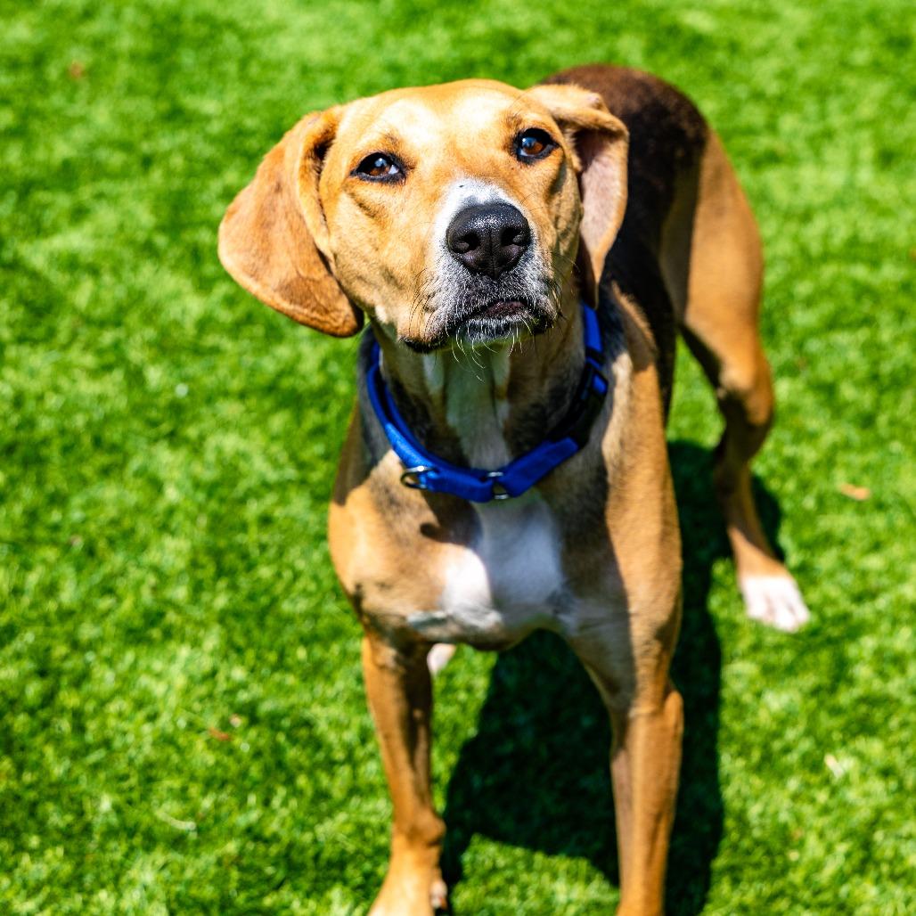 Eleanor, a Adoptable mixed breed in Naperville, IL image 2/6