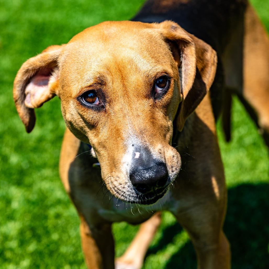 Eleanor, a Adoptable mixed breed in Naperville, IL image 3/6