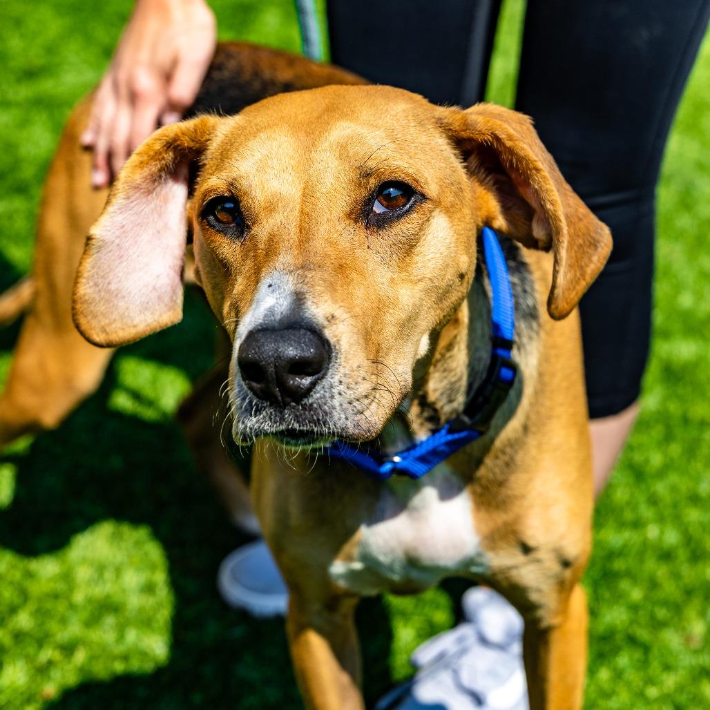 Eleanor, a Adoptable mixed breed in Naperville, IL image 4/6